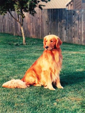 Gus – Goldtales Golden Retrievers