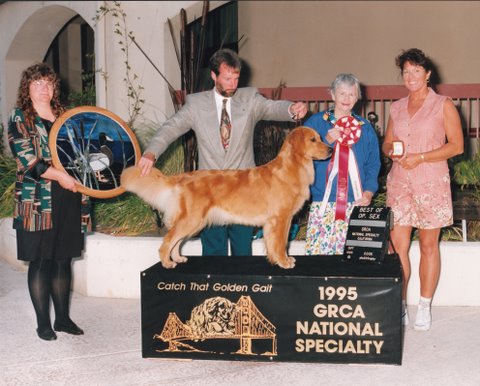 Awwdorable: golden retriever hilariously fails at dog show - ABC7 New York