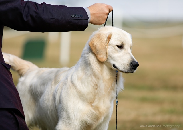 Gus – Goldtales Golden Retrievers