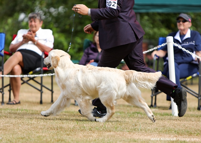 Gus – Goldtales Golden Retrievers